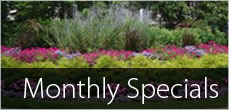 Monthly Specials
